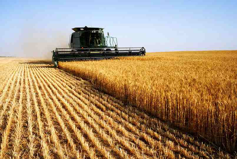 Giá lúa mì dự báo sẽ tăng cao trong thời gian tới