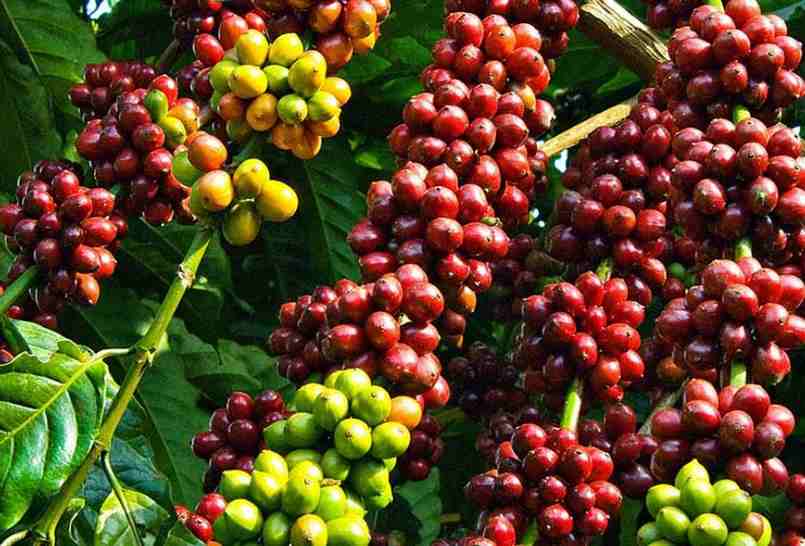 Giá cà phê tại các tỉnh Tây Nguyên tăng đều 100 đồng/kg